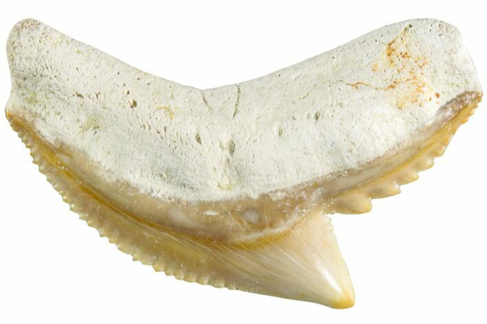 Colorful, Fossil Tiger Shark Tooth - Bone Valley, Florida #235591